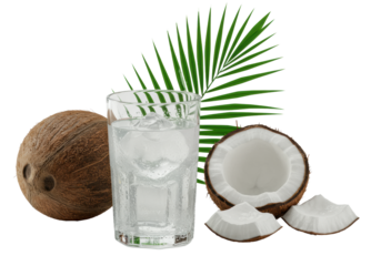 Sweating borosilicate glass with milky coconut water, ice, emerald palm frond, whole and half coconuts on reflective white studio background, concept of healthy tropical refreshment