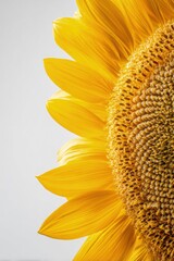 Close Up Of A Sunflower Head