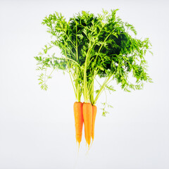 Fresh Carrot with Green Tops Isolated on White Background, Root Vegetable Rich in Beta Carotene and Organic Nutrition Concept