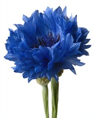 Vibrant Blue Cornflower Isolated On White