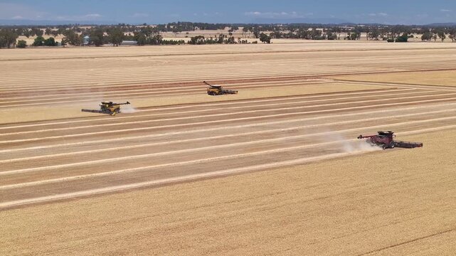 Three harvesters working in a wheat paddock near Yarrawonga
