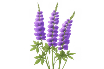 Purple lupine flowers with green stems and leaves, botanical drawing of blooming garden plants on a transparent background