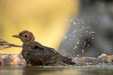Common blackbird (Turdus merula) photographed in Spain