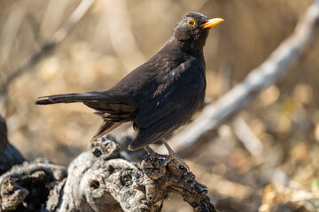 Common blackbird (Turdus merula) photographed in Spain