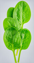 Fresh Green Spinach Leaves Isolated on White Background Representing Organic Farming and Healthy Food Concept