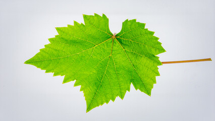 Fresh Green Vine Leaf Isolated on White Background Representing Tropical Biotic Plant and Natural Growth Concept