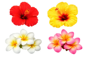 Bright tropical hibiscus and plumeria flowers on transparent background, symbolizing summer vacation and aloha concept
