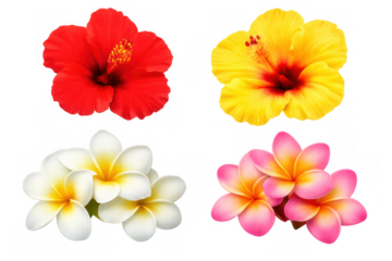 Bright tropical hibiscus and plumeria flowers on transparent background, symbolizing summer vacation and aloha concept