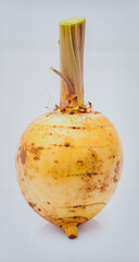 Fresh Jicama Isolated on White Background, Pachyrhizus erosus Crunchy Tropical Root Concept