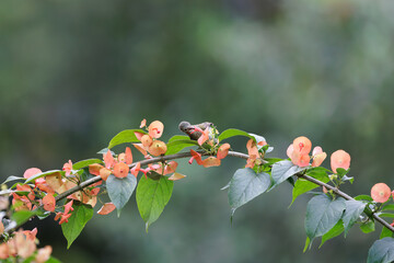 Crimson Sunbird, Aethopyga siparaja, Female, perching on Chinese Hat Plant, Mandarin Hat Plant in nature park, medium-sized sunbird found in parks, gardens, and plantations, green bokeh background