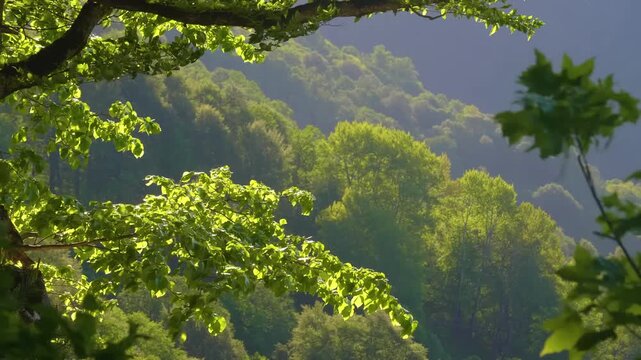 Spectacular view of a dense, vibrant green forest covering the hillsides and mountains of the Azish-Tau Ridge in Adygea, Russia. Sunlight filters through the branches in the foreground, illuminating t