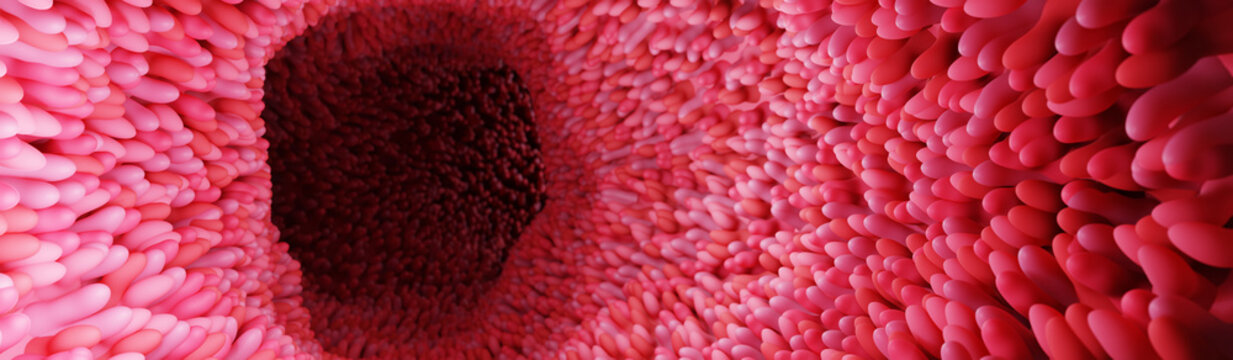 Model of the small intestine in the human body. Microvilli on the surface of digestive system or intestinal tract. anatomy, biology, science, medicine, medical and healthcare concepts. 3D rendering.