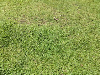 green grass on the ground, Suitable for nature theme background wallpaper