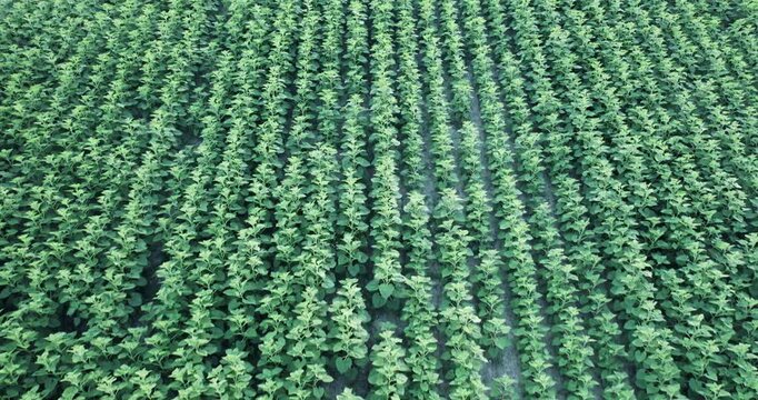 Agribusiness, beautiful footage of soybeans crop in agriculture field