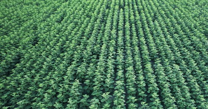 Soybean soy field of green plants a general plan nature agriculture field. organic farming