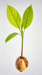 Bright Green Avocado Seed Sprout Isolated on White Background Representing Organic Biotic Growth and Natural Farming Concept