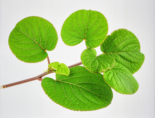 Bright Green Kiwi Plant Vine Isolated on White Background Representing Organic Biotic Growth and Tropical Nature Concept
