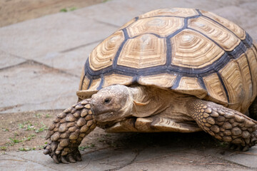 Large African spurred tortoise (Centrochelys sulcata) facing the camera, displaying the intricate geometric patterns of its tan and brown shell.
