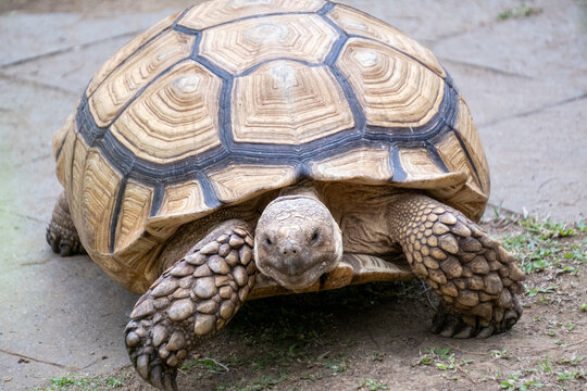 Large African spurred tortoise (Centrochelys sulcata) facing the camera, displaying the intricate geometric patterns of its tan and brown shell.