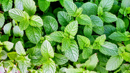 Close up mint leaves surface showing natural organic herb texture and fresh pattern