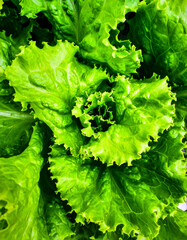 Close up lettuce leaves showing fresh organic texture and natural vegetable background