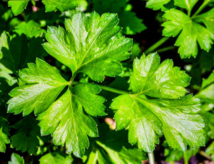 Close up parsley leaves showing fresh organic herb texture and natural plant detail