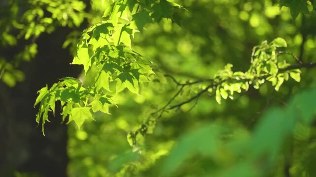 Bright green maple leaves on a tree branch, illuminated by the sun, creating a vibrant spring background. The image captures the fresh, lush greenery of the season.