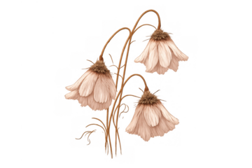 Delicate watercolor bell flowers blooming, creating a soft botanical art illustration with transparent background