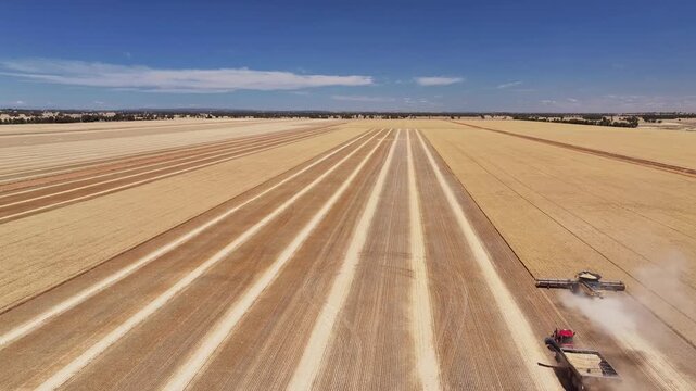 Aerial view of harvest and transport in golden wheat paddock