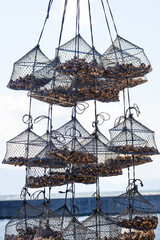 水揚げ直後の牡蠣 2026 01