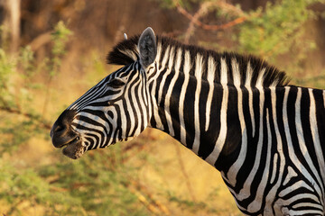 Fototapeta premium Closeup of a Burchell's zebra staring during an evening near Khwai, Botswana