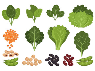 Vegetarian Protein Sources Beans, Lentils, and Leafy Greens
