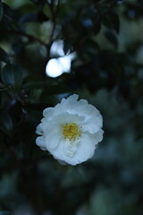  White camellia japonica flower on a green bush, close-up
