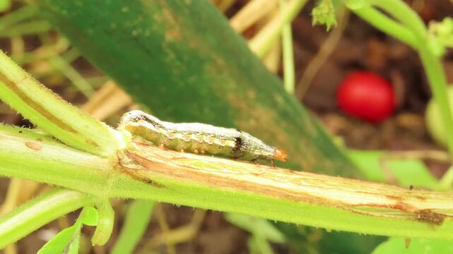 Video of caterpillar on tomato plant with red tomatoes. Caterpillar over cherry tomatoes.