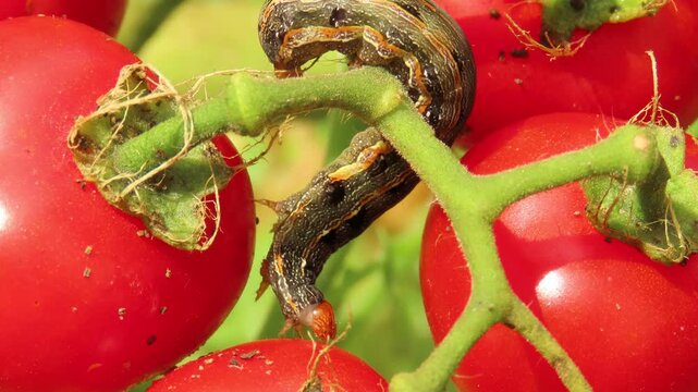 Video of caterpillar on tomato plant with red tomatoes. Caterpillar over cherry tomatoes.
