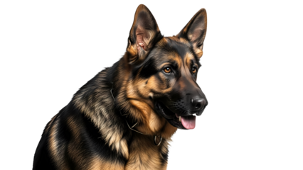 A majestic German Shepherd dog sitting confidently with alert eyes and a focused expression. This image captures the essence of loyalty and intelligence in one frame. 