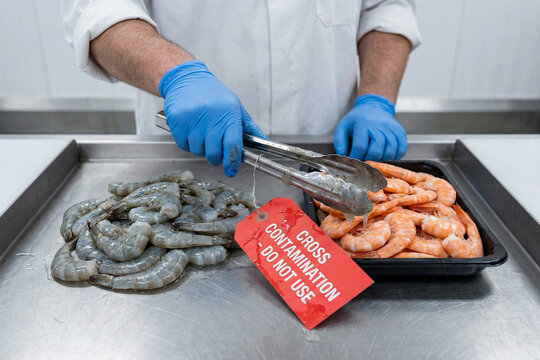 Industrial food safety concept showing tongs transferring pathogens from raw gray shrimp to cooked prawns causing cross contamination risk in a processing plant