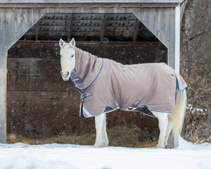 White horse in front of stable wearing a blanket in the snow.