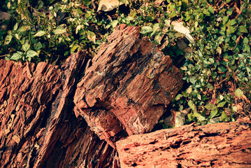 &aacute;rbol, naturaleza, madera, ra&iacute;z, bosque, acu&aacute;tico, sucursal, f&aacute;brica, r&iacute;o, viejo, cielo, paisaje, ambiente, insaturado, azul, logs, al aire libre, cofres, agujero, gemas, herrumbre, caf&eacute;, metal, textu