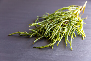 Green samphire or salicornia plants on black background