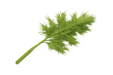 Fototapeta premium Fresh green dill sprig with feathery leaves, culinary herb for cooking and seasoning, organic plant on transparent background