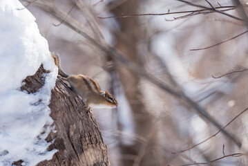 エゾシマリス 冬