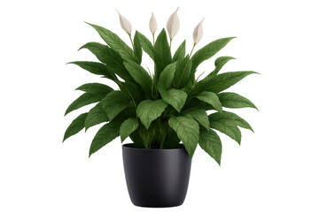 Peace lily houseplant growing big green leaves and white flowers in a black pot on a transparent background