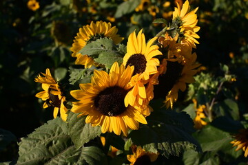 Obraz premium Sunflowers