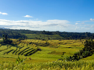 Rice Terraces Creating Stunning Patterns in Bali Landscape under Blue Sky