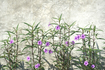 Ruellia tuberosa blooms in a row along a fence wall in the morning sun. Use it as a background image for posters, websites, or advertisements that require a refreshing look.