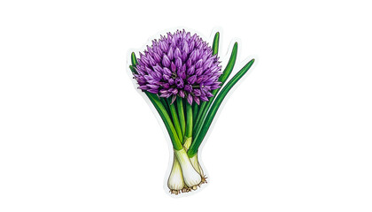 Close Up Illustration of Allium Flower with Purple Blossom Green Leaves and White Stalks Isolated Against a Black Background