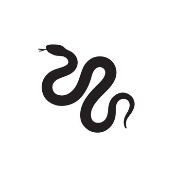 Coral Snake &ndash; Facts, Identification, Venom, and Habitat