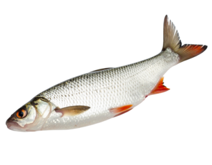 Fish illustration isolated on a transparent background aquatic animal concept