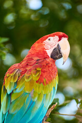 Obraz premium Close-up portrait of a scarlet macaw with vibrant red, blue and green feathers, showcasing tropical wildlife and colorful plumage.